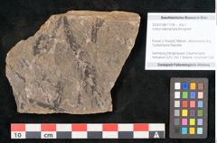 Foto (Objekt + Etikett) von Voltzia heterophylla Brongniart (NHMW-GEO-2024-0188-11134)